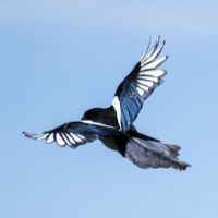 Flying Magpie by DeviantArt user kaptive8. Used under a Creative Commons By Attribution 3.0 license