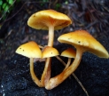 Shroomery and Mushroom Observer | Wikimedia