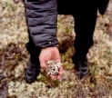 Sarah Jaynes hands holding lichen. Photograph by Dayhsa Eaton, courtesy KALWs The Spiritual Edge
